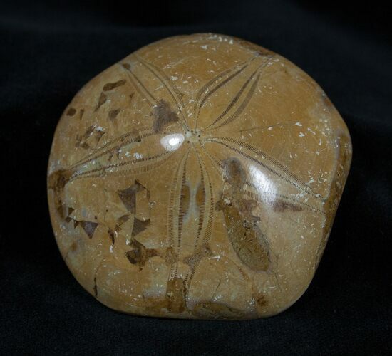 Fossil Sand Dollar Mepygurus From Madagascar #1392